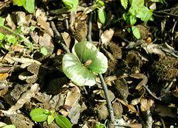 Rezerwat przyrody Buki Mierzei Wiślanej